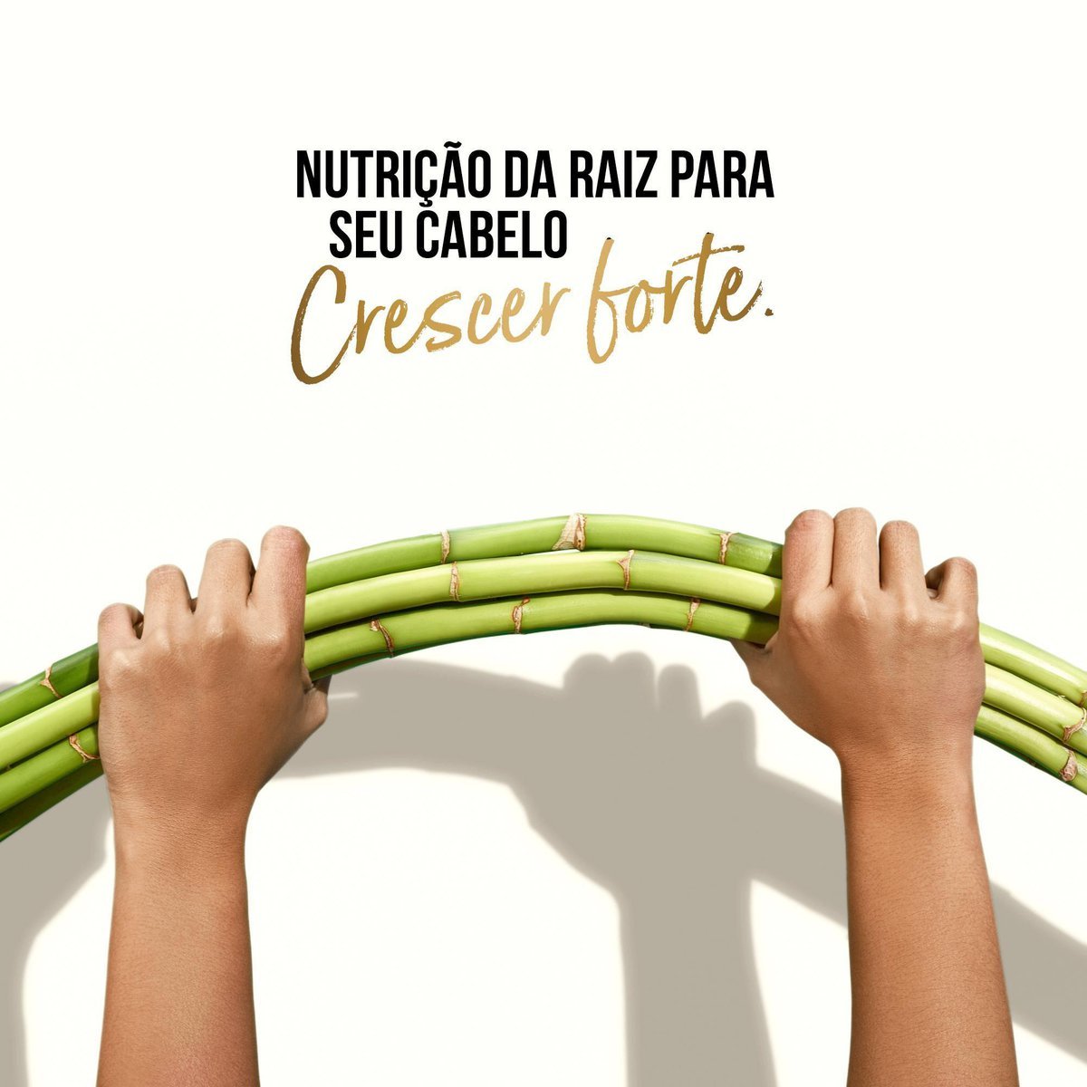 Imagem para seleção