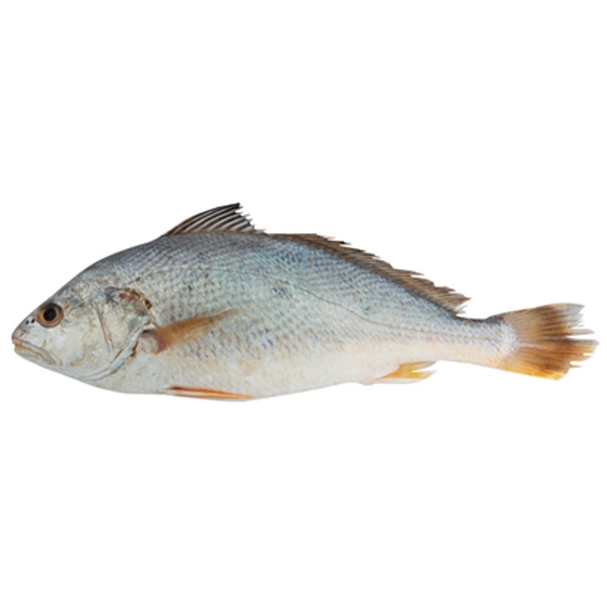 Corvina Inteira Fresca 1,2kg