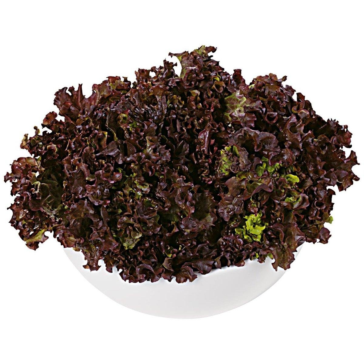 Alface Crespa Roxa Hidropônica Unidade