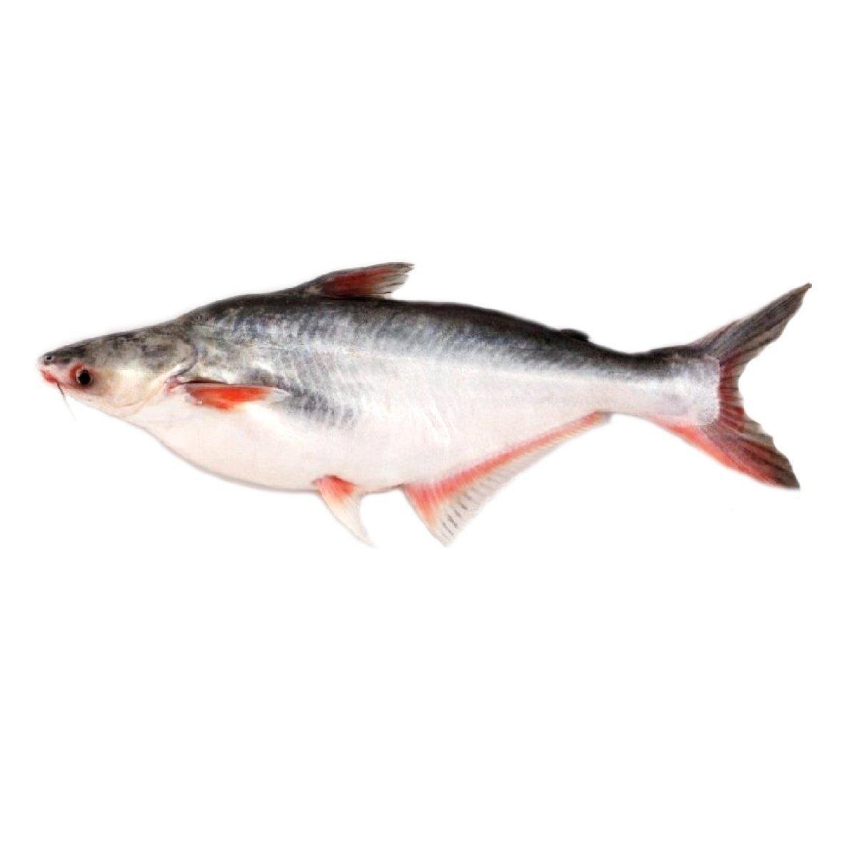 Posta de Pangasius 200g