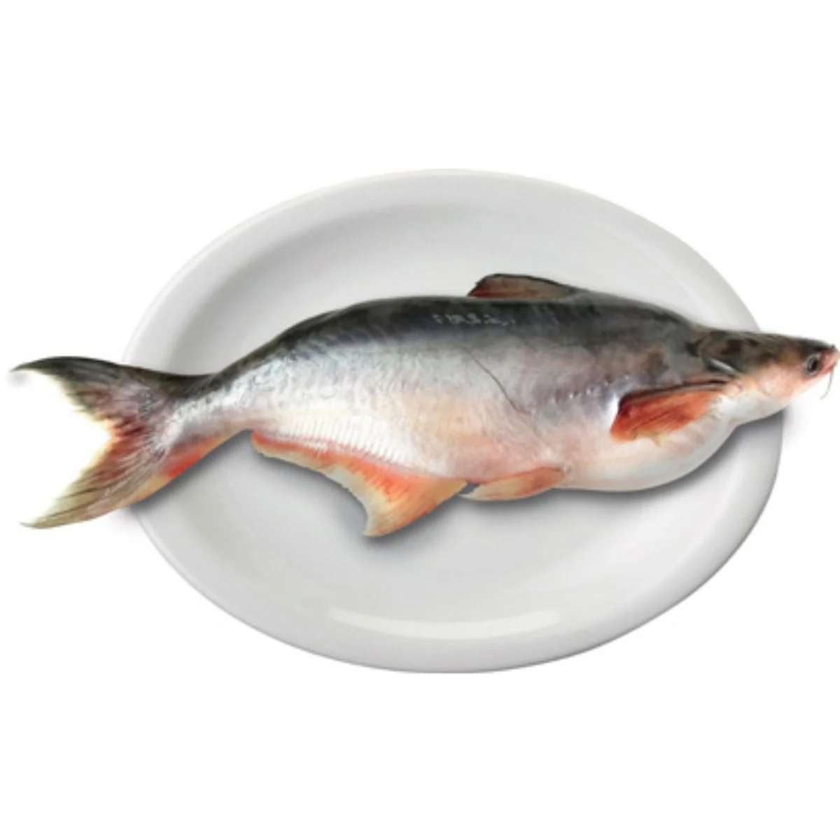 Pangasius Inteiro Fresco 1Kg