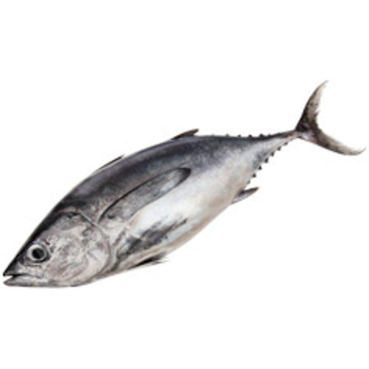 Atum Pequeno Inteiro Fresco 3Kg