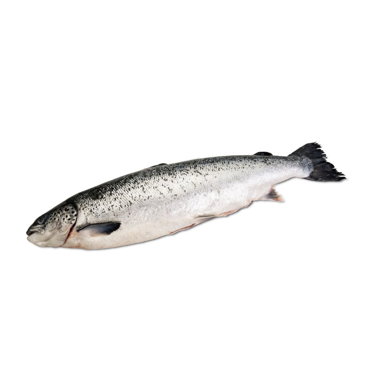 Salmão Eviscerado Congelado 3Kg