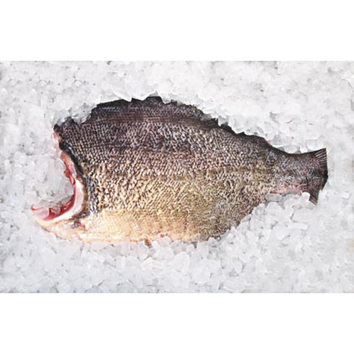 Filé de Tambaqui 300g