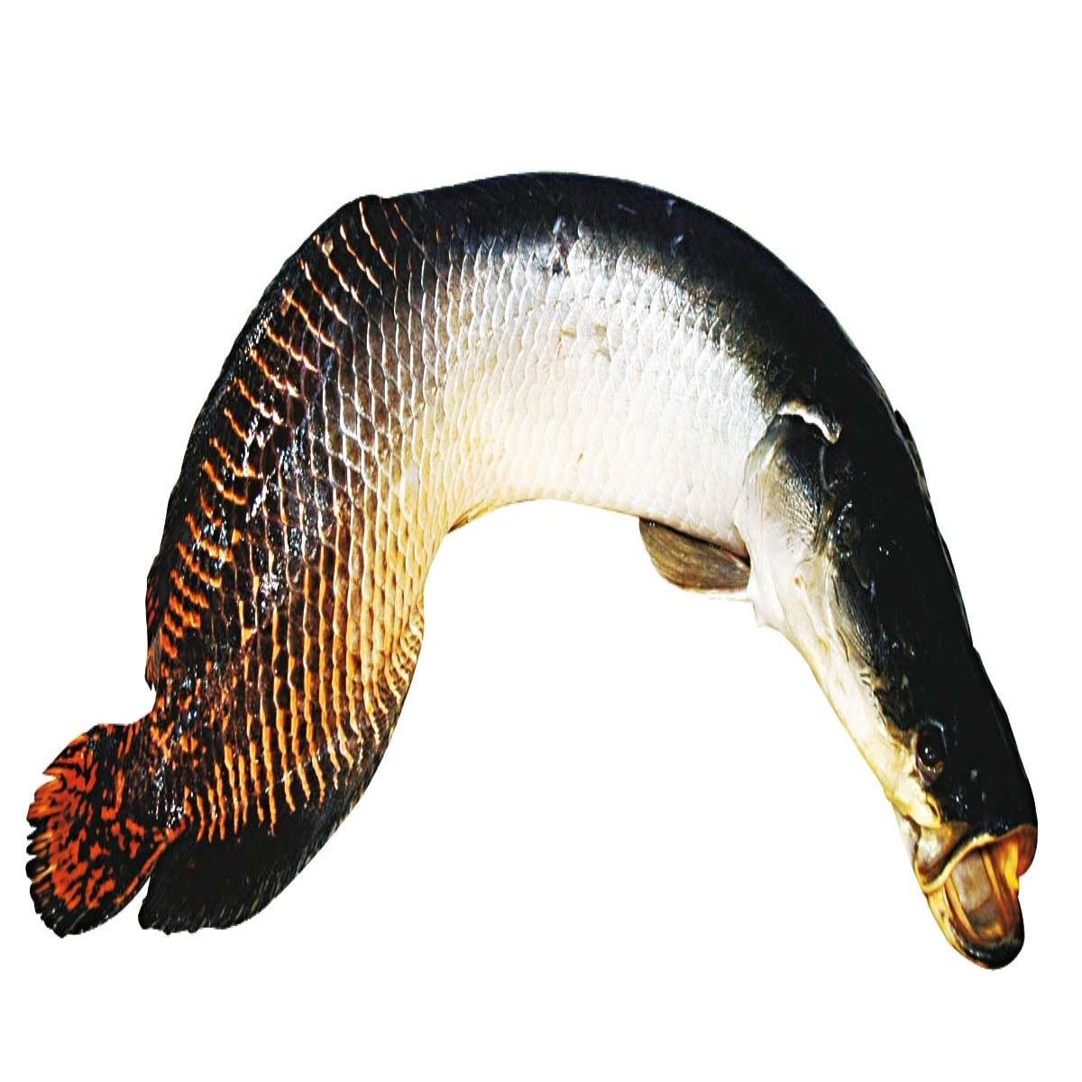 Pirarucu de Cativeiro Fresco Inteiro 900g